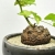 Nasiona-Rosliny -zolw-Dioscorea-Elephantipes-4