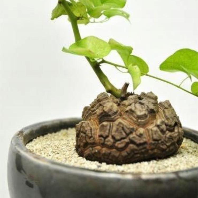 Nasiona-Rosliny -zolw-Dioscorea-Elephantipes-4