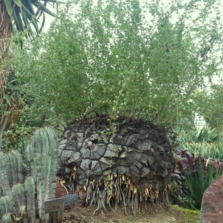 Nasiona-Rosliny -zolw-Dioscorea-Elephantipes-5