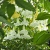 Nasiona-Bielunia-Bialego-Drzewiastego-Brugmansia-Arborea.jpg