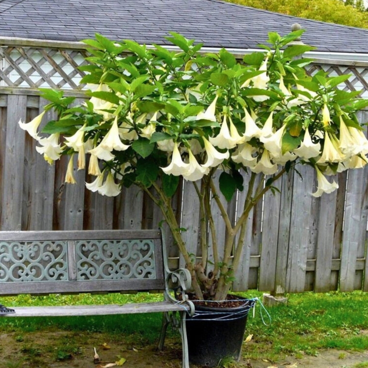 Nasiona-Bielunia-Bialego-Drzewiastego-Brugmansia-Arborea(2).jpg