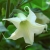 Nasiona-Bielunia-Bialego-Drzewiastego-Brugmansia-Arborea(3).jpg