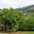 Nasiona-Bielunia-Bialego-Drzewiastego-Brugmansia-Arborea(4).jpg