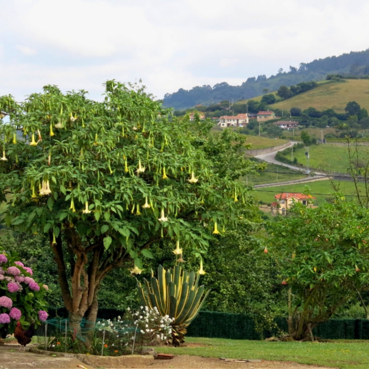 Nasiona-Bielunia-Bialego-Drzewiastego-Brugmansia-Arborea(4).jpg