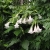 Nasiona-Bielunia-Bialego-Drzewiastego-Brugmansia-Arborea(5).jpg