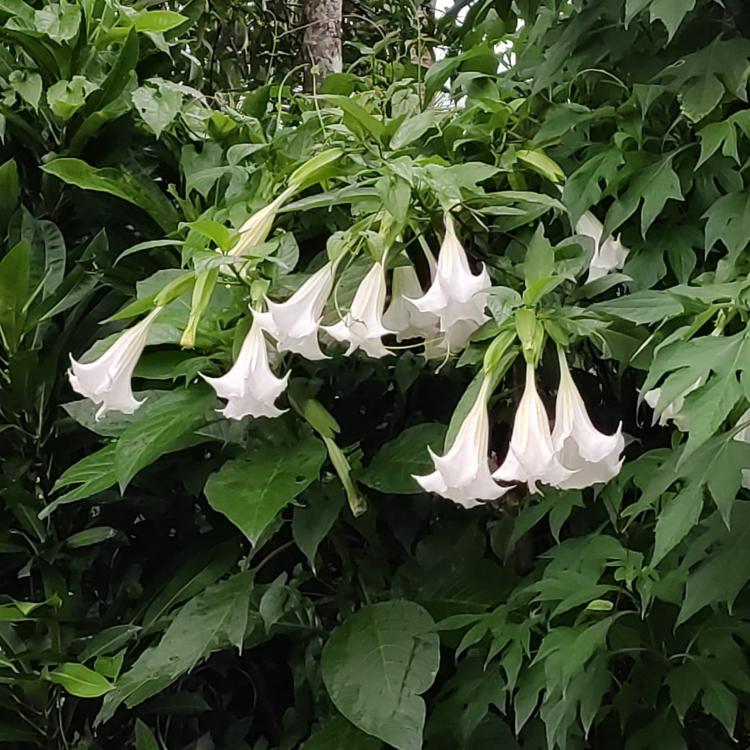 Nasiona-Bielunia-Bialego-Drzewiastego-Brugmansia-Arborea(5).jpg