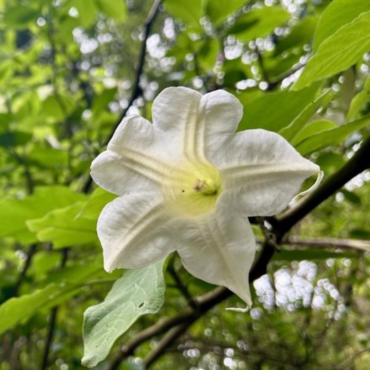 Nasiona-Bielunia-Bialego-Drzewiastego-Brugmansia-Arborea(6).jpg