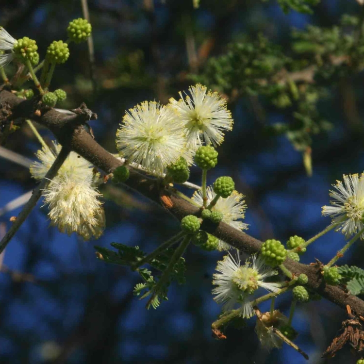 Nasiona-Drzewa-Cierniowego-Parasolowego-Acacia-Tortilis(4).jpg
