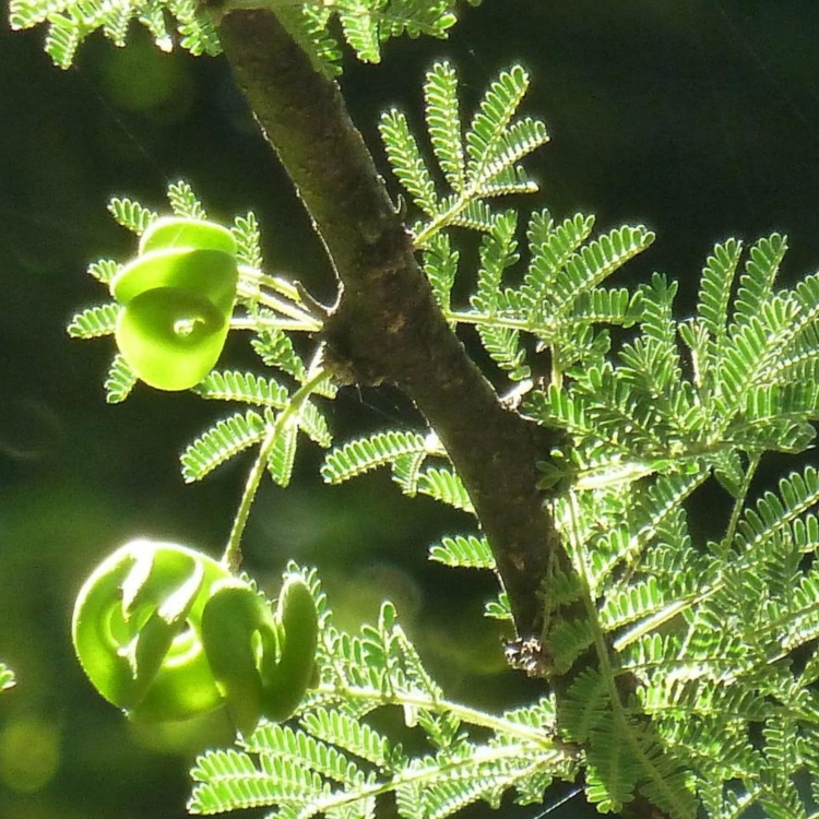 Nasiona-Drzewa-Cierniowego-Parasolowego-Acacia-Tortilis(5).jpg