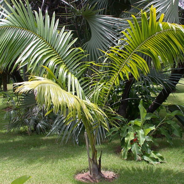 Nasiona-Palmy-Macznej-Dypsis-Mananjarensis.jpg