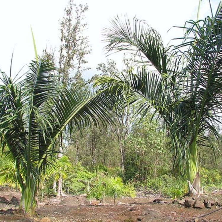 Nasiona-Palmy-Macznej-Dypsis-Mananjarensis(2).jpg