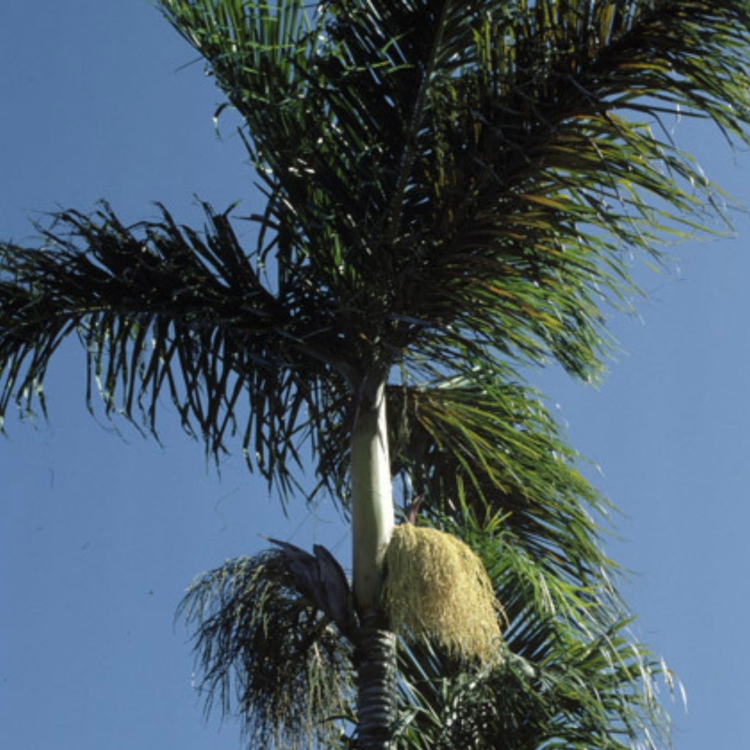 Nasiona-Palmy-Macznej-Dypsis-Mananjarensis(4).jpg