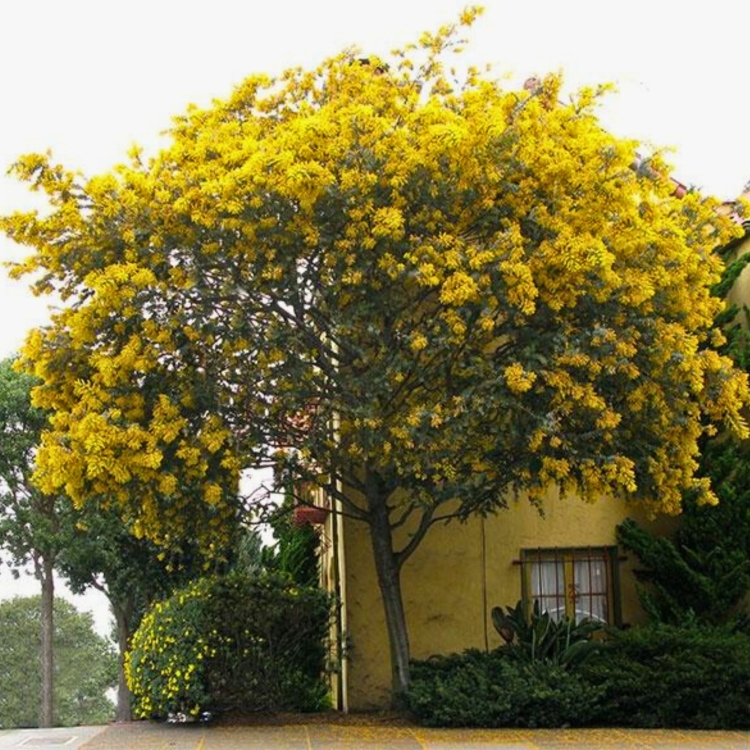 Nasiona-Mimozy-Zlotej-Acacia-Baileyana.jpg