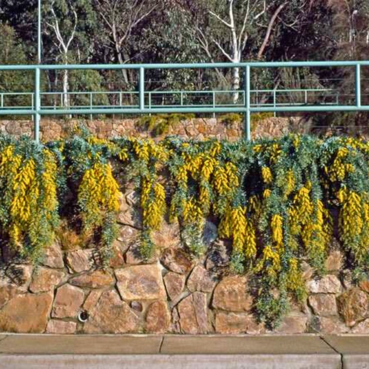 Nasiona-Mimozy-Zlotej-Acacia-Baileyana(5).jp