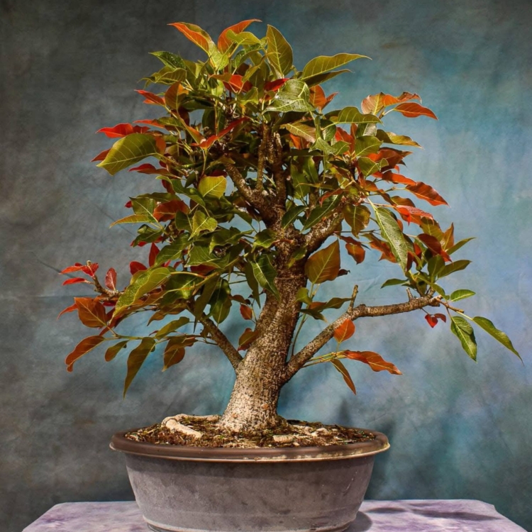Nasiona-Figowca-Czerwonolistnego-ficus-Ingens(2).jpg
