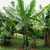 Nasiona-Bananowca-Snieznego-Ensete-Glaucum(1).jpg