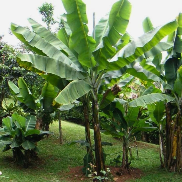 Nasiona-Bananowca-Snieznego-Ensete-Glaucum(1).jpg