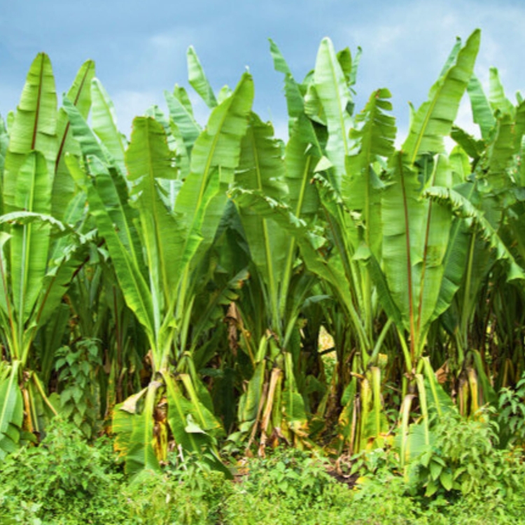Nasiona-Bananowca-Snieznego-Ensete-Glaucum(3).jpg