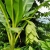 Nasiona-Bananowca-Snieznego-Ensete-Glaucum(4).jpg