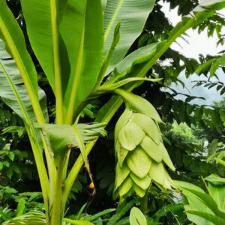 Nasiona-Bananowca-Snieznego-Ensete-Glaucum(4).jpg