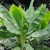 Nasiona-Bananowca-Snieznego-Ensete-Glaucum(5).jpg