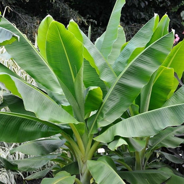 Nasiona-Bananowca-Snieznego-Ensete-Glaucum(5).jpg