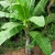 Nasiona-Bananowca-Snieznego-Ensete-Glaucum(6).jpg