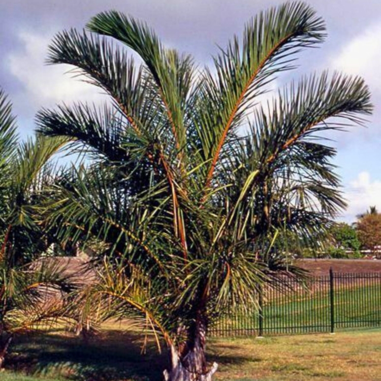 Nasiona-Palmy-Raffii-Raphia-Farinifera(1).jpg