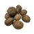 Nasiona-Palmy-Raffii-Raphia-Farinifera(2).jpg