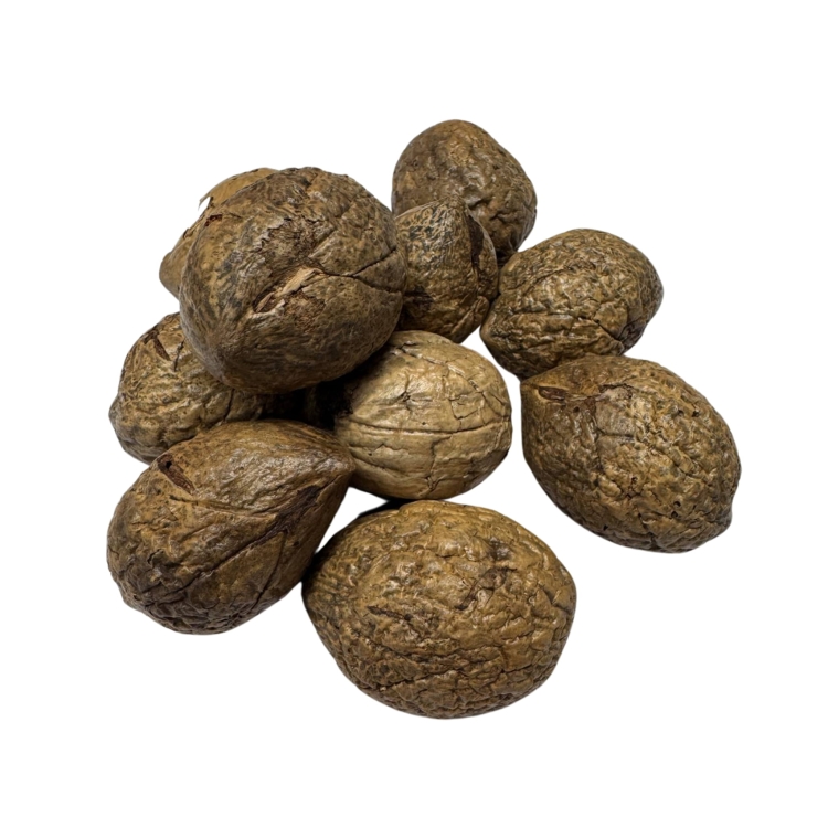 Nasiona-Palmy-Raffii-Raphia-Farinifera(2).jpg