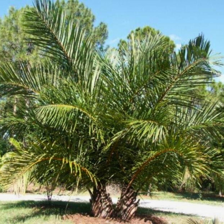 Nasiona-Palmy-Raffii-Raphia-Farinifera(4).jpg