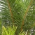 Nasiona-Palmy-Raffii-Raphia-Farinifera(5).jpg
