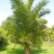 Nasiona-Palmy-Raffii-Raphia-Farinifera(7).jpg