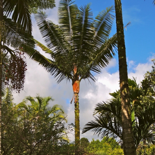 Nasiona-Palmy-Solnej-Dypsis-Lastelliana(1).jpg
