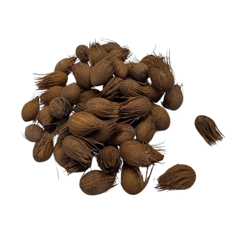 Nasiona-Palmy-Solnej-Dypsis-Lastelliana(2).jpg