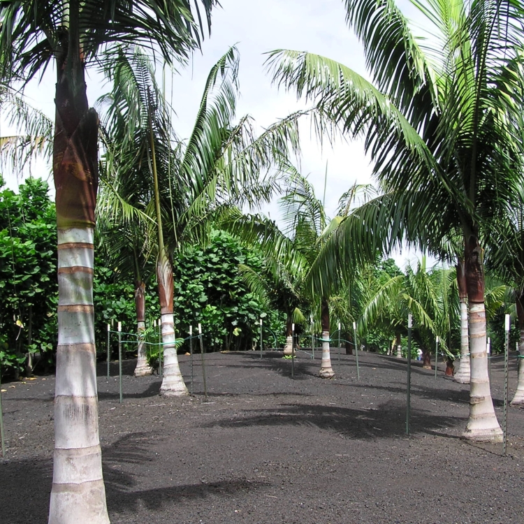 Nasiona-Palmy-Solnej-Dypsis-Lastelliana(3).jpg