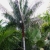 Nasiona-Palmy-Solnej-Dypsis-Lastelliana(4).jpg