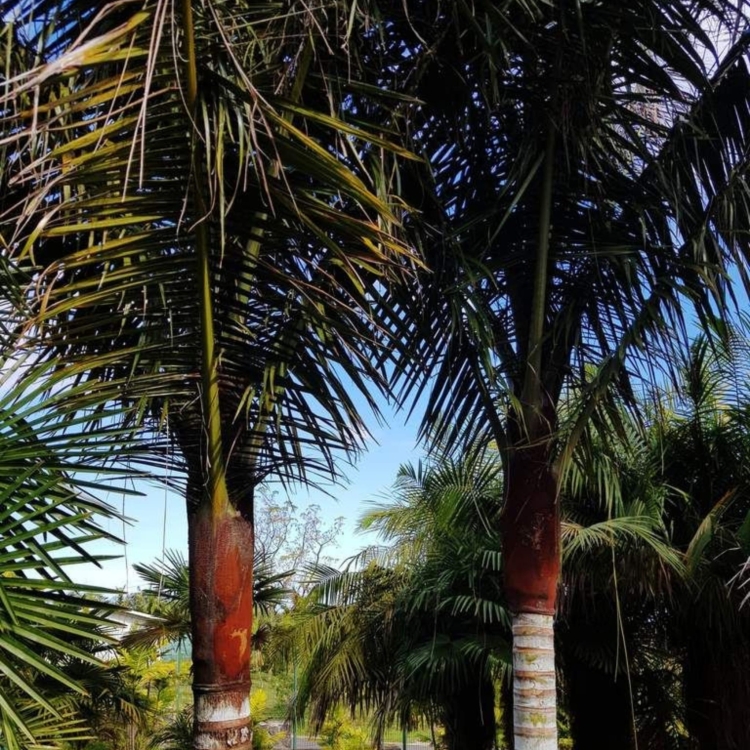 Nasiona-Palmy-Solnej-Dypsis-Lastelliana(5).jpg