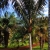 Nasiona-Palmy-Solnej-Dypsis-Lastelliana(6).jpg