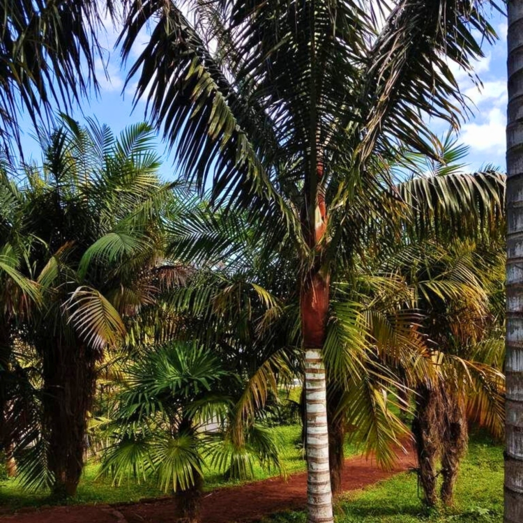 Nasiona-Palmy-Solnej-Dypsis-Lastelliana(6).jpg