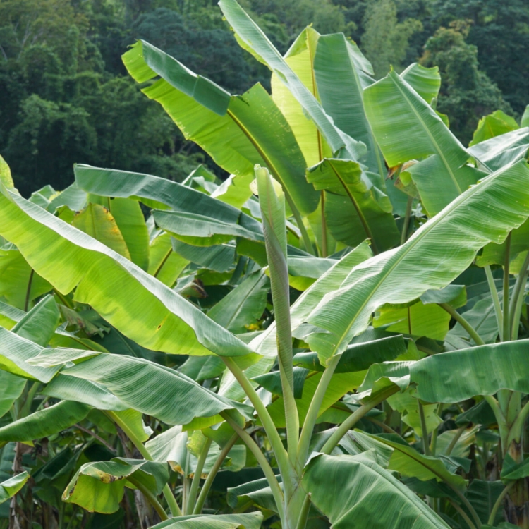 Nasiona-Bananowca-Cheesmana-Musa-Cheesmanii(3).jpg