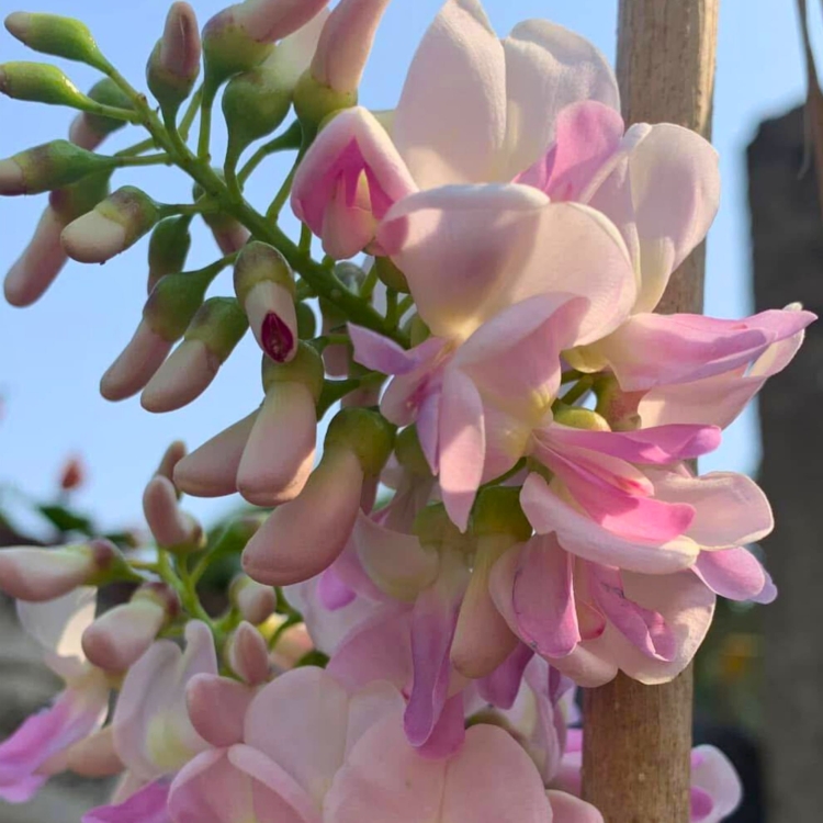 Nasiona-Meksykanskiej-Lili-Gliricidia-Maculata(1).jpg