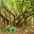 Nasiona-Figi-Olbrzymiolistnej-Ficus-Lutea.jpg