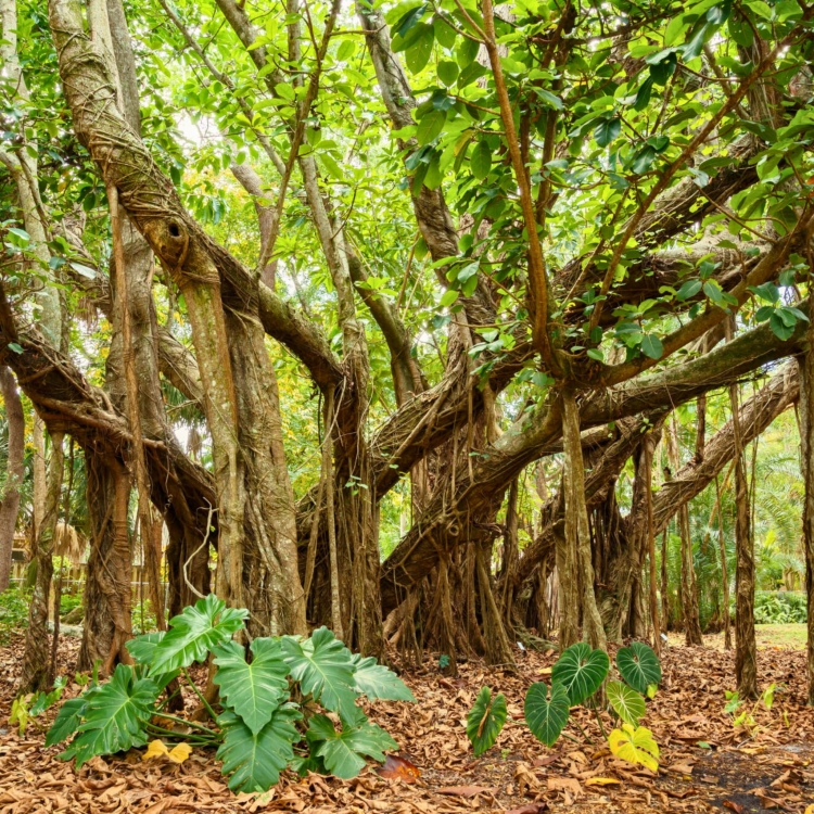 Nasiona-Figi-Olbrzymiolistnej-Ficus-Lutea.jpg