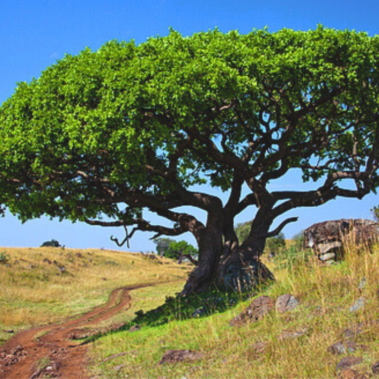 Nasiona-Figi-Olbrzymiolistnej-Ficus-Lutea (1).jpg