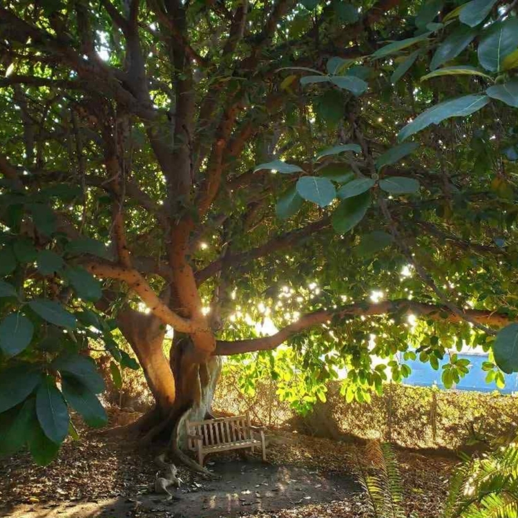Nasiona-Figi-Olbrzymiolistnej-Ficus-Lutea (3).jpg