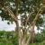 Nasiona-Figi-Olbrzymiolistnej-Ficus-Lutea (2).jpg