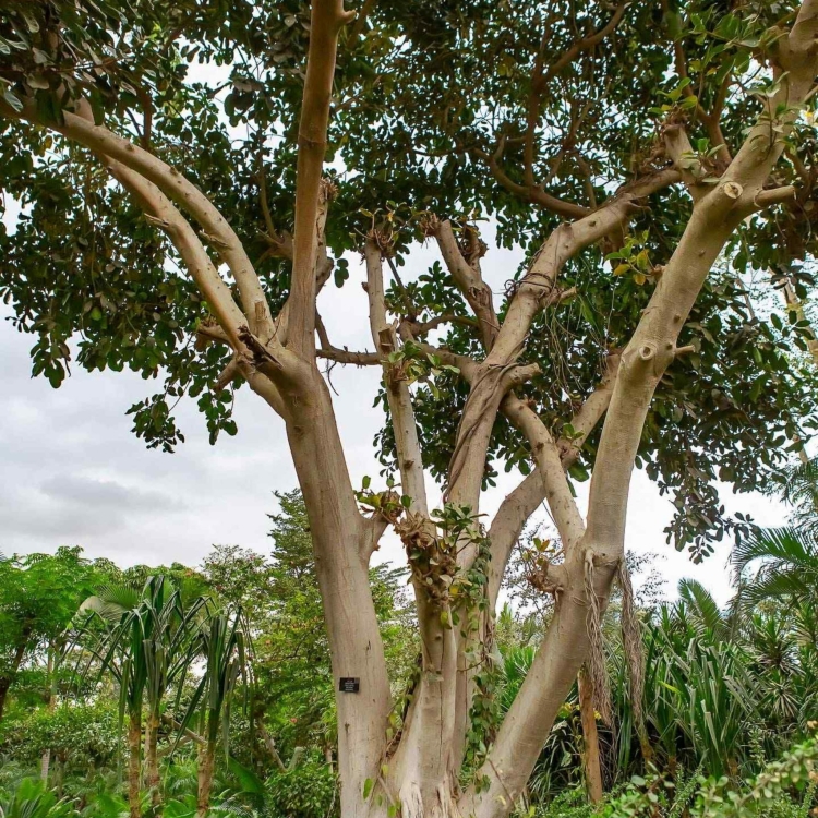 Nasiona-Figi-Olbrzymiolistnej-Ficus-Lutea (2).jpg