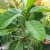 Nasiona-Figi-Olbrzymiolistnej-Ficus-Lutea (4).jpg