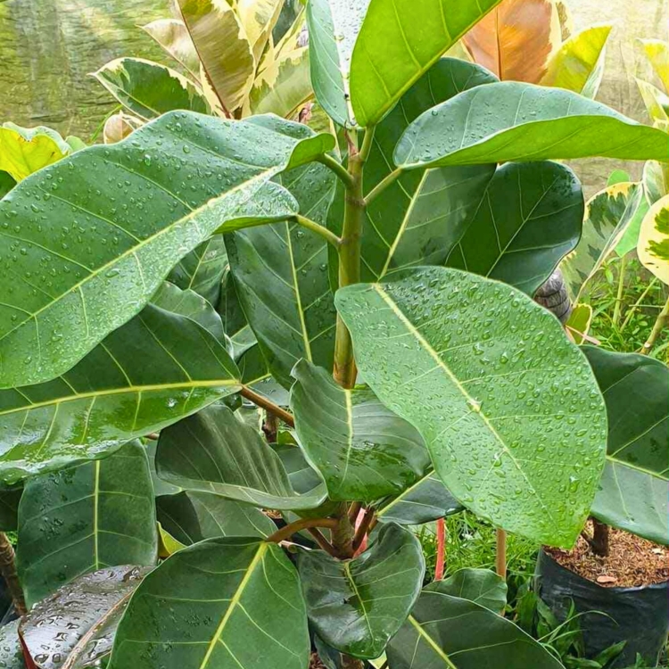 Nasiona-Figi-Olbrzymiolistnej-Ficus-Lutea (4).jpg